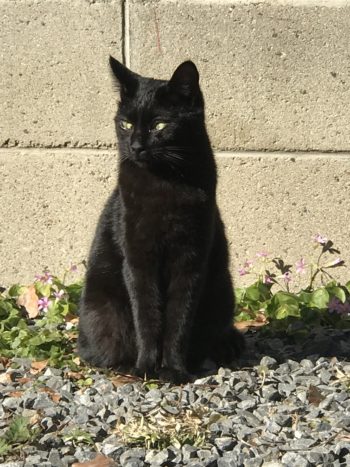 3月に突入です🐈