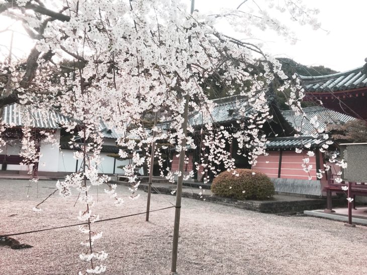 新元号、いよいよ明日発表ですね🌸