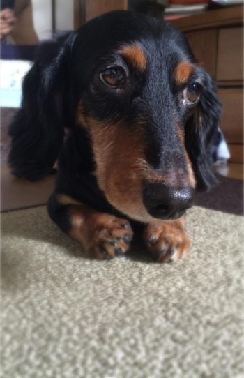 かわいいですね～